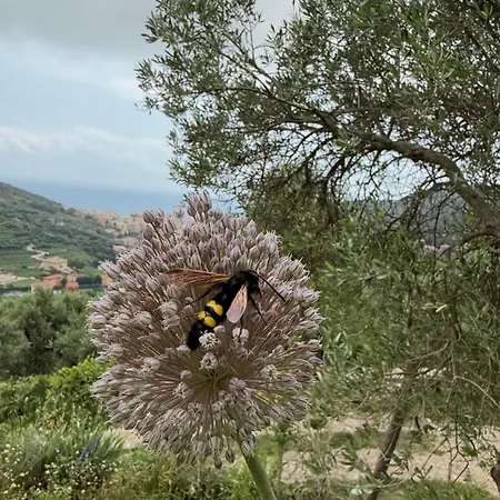 Holiday home Camamila Sea View Charming Finale Ligure