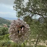 Feriehus Camamila Sea View Charming Finale Ligure