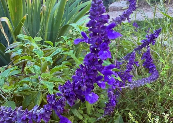 Vakantiehuis Camamila Sea View Charming *